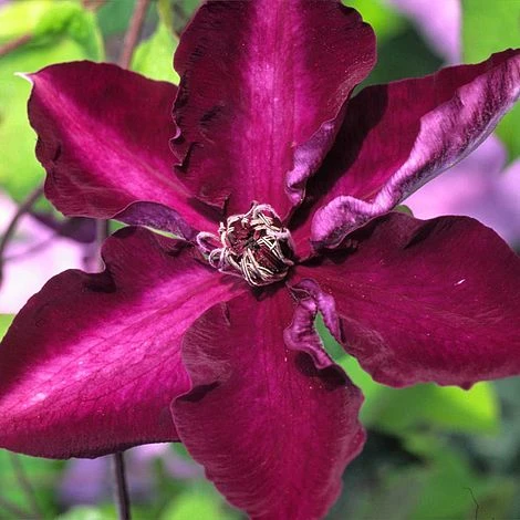 Clematis Amethyst Beauty™ Evipo043 1 Clematis Amethyst Beauty™ Evipo043