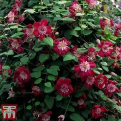 Clematis Avant-Garde&trade; Evipo033 -Fresh Sprout CLEM T77107 C