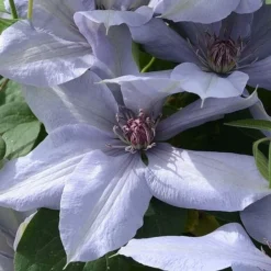 Clematis Bernadine™ Evipo061