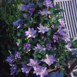 Clematis Cezanne&trade; Evipo023 -Fresh Sprout CLEM T77110 C h