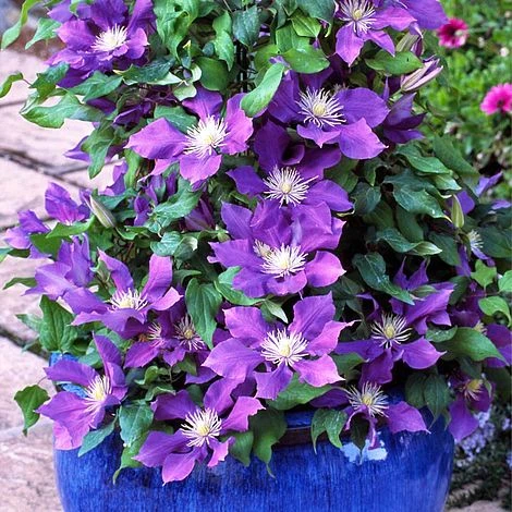 Clematis Chevalier™ Evipo040 1 Clematis Chevalier™ Evipo040