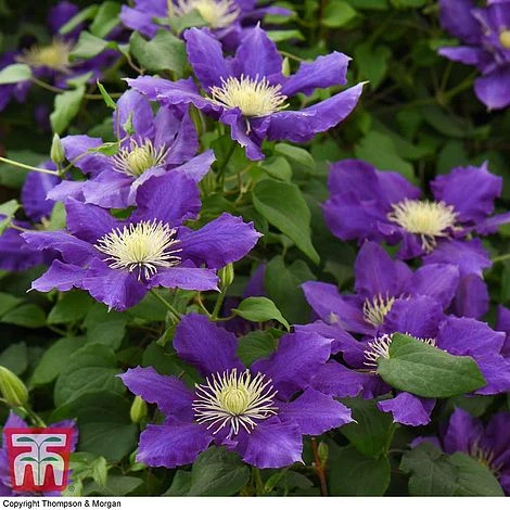 Clematis Chevalier™ Evipo040 3 Clematis Chevalier™ Evipo040 - Image 3