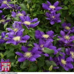 Clematis Chevalier™ Evipo040 8 Clematis Chevalier™ Evipo040 -Fresh Sprout CLEM T77113 D