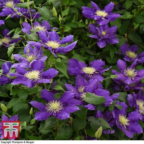 Clematis Chevalier™ Evipo040 4 Clematis Chevalier™ Evipo040 - Image 4