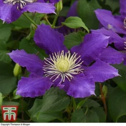 Clematis Chevalier™ Evipo040 9 Clematis Chevalier™ Evipo040 -Fresh Sprout CLEM T77113 E