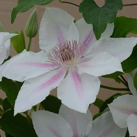 Clematis Corinne™ Evipo063 2 Clematis Corinne™ Evipo063 - Image 2
