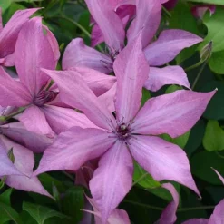 Clematis Patio Collection -Fresh Sprout CLEM T77122 A h