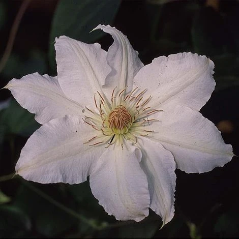 Clematis Hyde Hall™ Evipo009 2 Clematis Hyde Hall™ Evipo009 - Image 2