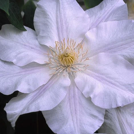 Clematis Ice Blue™ Evipo003 1 Clematis Ice Blue™ Evipo003