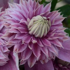 Clematis Josephine&trade; Evijohill -Fresh Sprout CLEM T77125 C h