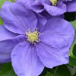 Clematis Kingfisher&trade; Evipo037
