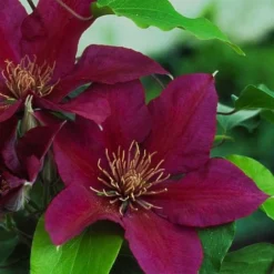 Clematis Picardy&trade; Evipo024