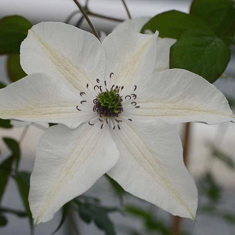 Clematis Pistachio™ Evirida 1 Clematis Pistachio™ Evirida