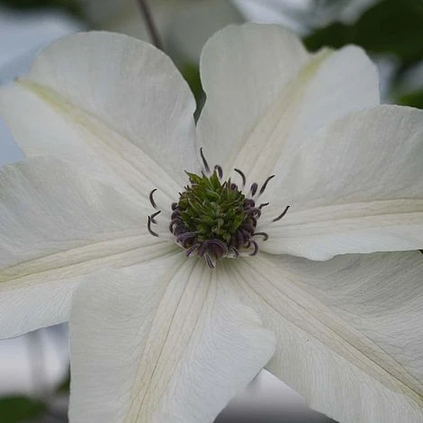 Clematis Pistachio™ Evirida 2 Clematis Pistachio™ Evirida - Image 2