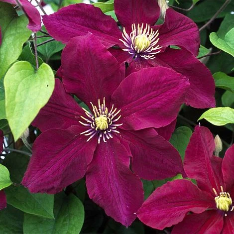 Clematis Rosemoor™ Evipo002 1 Clematis Rosemoor™ Evipo002