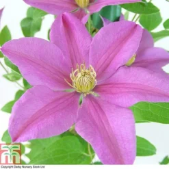 Clematis 'Sally'&trade; Evipo077 -Fresh Sprout CLEM T77135 A