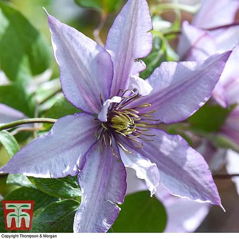 Clematis 'Samaritan Jo'™ Evipo075 1 Clematis 'Samaritan Jo'™ Evipo075