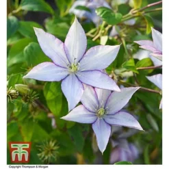 Clematis 'Samaritan Jo'™ Evipo075 16 Clematis 'Samaritan Jo'™ Evipo075 -Fresh Sprout CLEM T77136 AA
