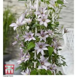 Clematis 'Samaritan Jo'™ Evipo075 18 Clematis 'Samaritan Jo'™ Evipo075 -Fresh Sprout CLEM T77136 CC