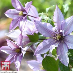 Clematis 'Samaritan Jo'™ Evipo075 12 Clematis 'Samaritan Jo'™ Evipo075 -Fresh Sprout CLEM T77136 D