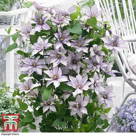 Clematis 'Samaritan Jo'™ Evipo075 10 Clematis 'Samaritan Jo'™ Evipo075 - Image 10