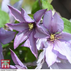 Clematis 'Samaritan Jo'™ Evipo075 13 Clematis 'Samaritan Jo'™ Evipo075 -Fresh Sprout CLEM T77136 E