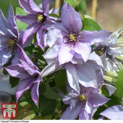 Clematis 'Samaritan Jo'™ Evipo075 14 Clematis 'Samaritan Jo'™ Evipo075 -Fresh Sprout CLEM T77136 F