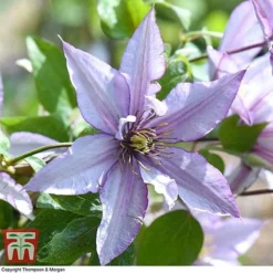 Clematis 'Samaritan Jo'™ Evipo075 15 Clematis 'Samaritan Jo'™ Evipo075 -Fresh Sprout CLEM T77136 G