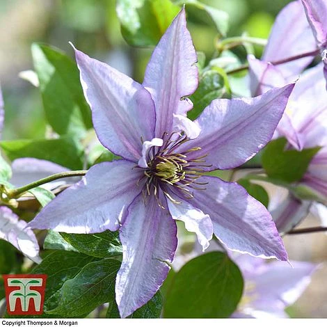 Clematis 'Samaritan Jo'™ Evipo075 6 Clematis 'Samaritan Jo'™ Evipo075 - Image 6