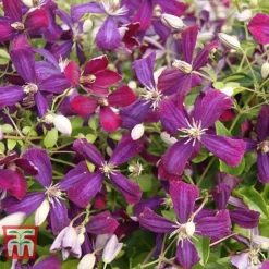 Clematis 'Sweet Summer Love' -Fresh Sprout CLEM T79781 C