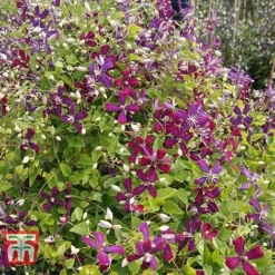 Clematis 'Sweet Summer Love' -Fresh Sprout CLEM T79781 E