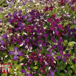 Clematis 'Sweet Summer Love' -Fresh Sprout CLEM T79781 H