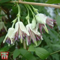 Winter Flowering Clematis Trio 6 Winter Flowering Clematis Trio -Fresh Sprout CLEM WKB4690 C