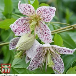 Winter Flowering Clematis Trio 7 Winter Flowering Clematis Trio -Fresh Sprout CLEM WKB4690 D