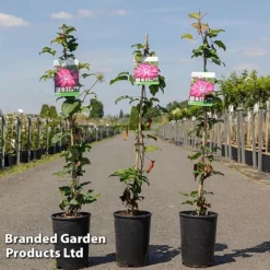 Clematis 'Red Passion'