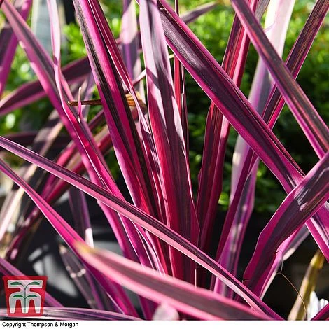 Cordyline 'Pink Passion' 4 Cordyline 'Pink Passion' - Image 4