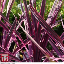 Cordyline 'Pink Passion' 12 Cordyline 'Pink Passion' -Fresh Sprout CORD 5852 A2