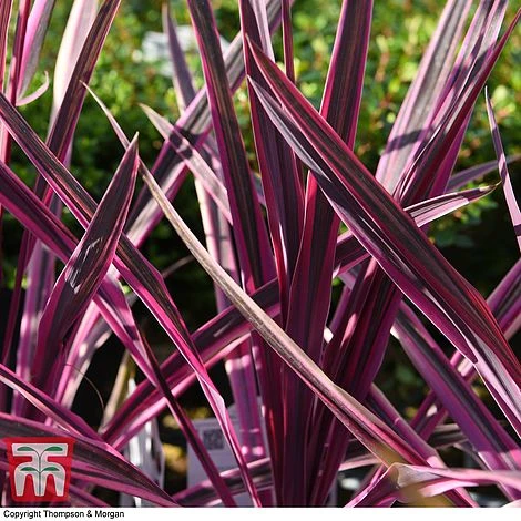Cordyline 'Pink Passion' 5 Cordyline 'Pink Passion' - Image 5