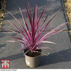 Cordyline 'Pink Passion' 13 Cordyline 'Pink Passion' -Fresh Sprout CORD 5852 A3