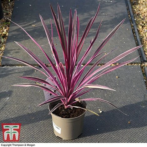 Cordyline 'Pink Passion' 6 Cordyline 'Pink Passion' - Image 6