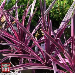 Cordyline 'Pink Passion' 14 Cordyline 'Pink Passion' -Fresh Sprout CORD 5852 A4