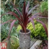 Cordyline 'Superstar'