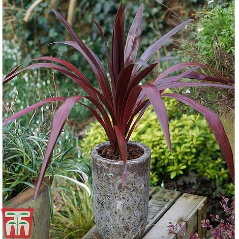 Cordyline 'Superstar' 1 Cordyline 'Superstar'