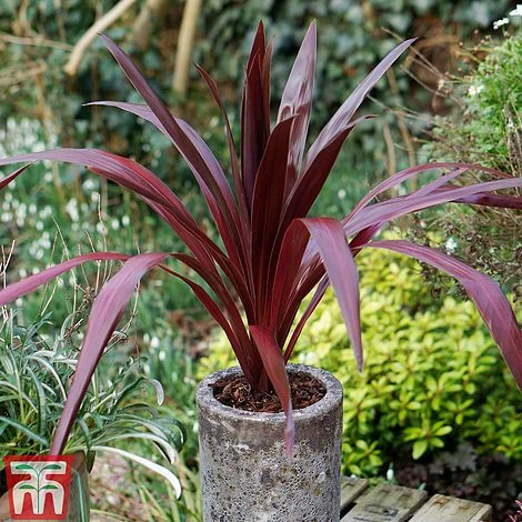 Cordyline 'Superstar' 2 Cordyline 'Superstar' - Image 2