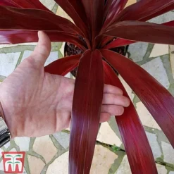 Cordyline 'Superstar' 7 Cordyline 'Superstar' -Fresh Sprout CORD KB0130 C