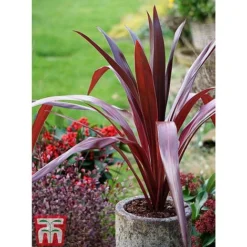 Cordyline 'Superstar' 8 Cordyline 'Superstar' -Fresh Sprout CORD KB0130 D