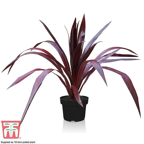 Cordyline 'Superstar' 5 Cordyline 'Superstar' - Image 5