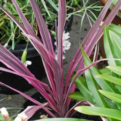 Cordyline 'Pink Passion' 10 Cordyline 'Pink Passion' -Fresh Sprout CORD T58525 A h