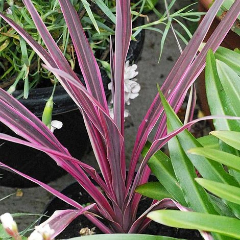 Cordyline 'Pink Passion' 3 Cordyline 'Pink Passion' - Image 3