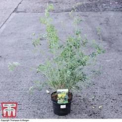 Coronilla Valentina Subsp. Glauca 'Citrina' 10 Coronilla Valentina Subsp. Glauca 'Citrina' -Fresh Sprout CORO 71403 A